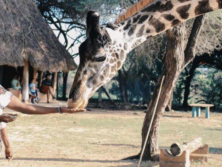 Kenia: Safari, cultura y aventura africana 🇰🇪🦁